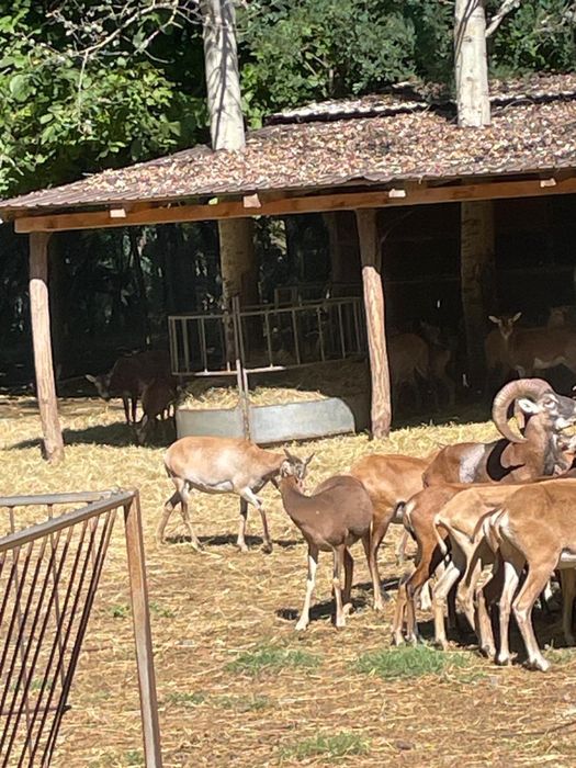 Mufloni si metisi muflon x oaie de camerun