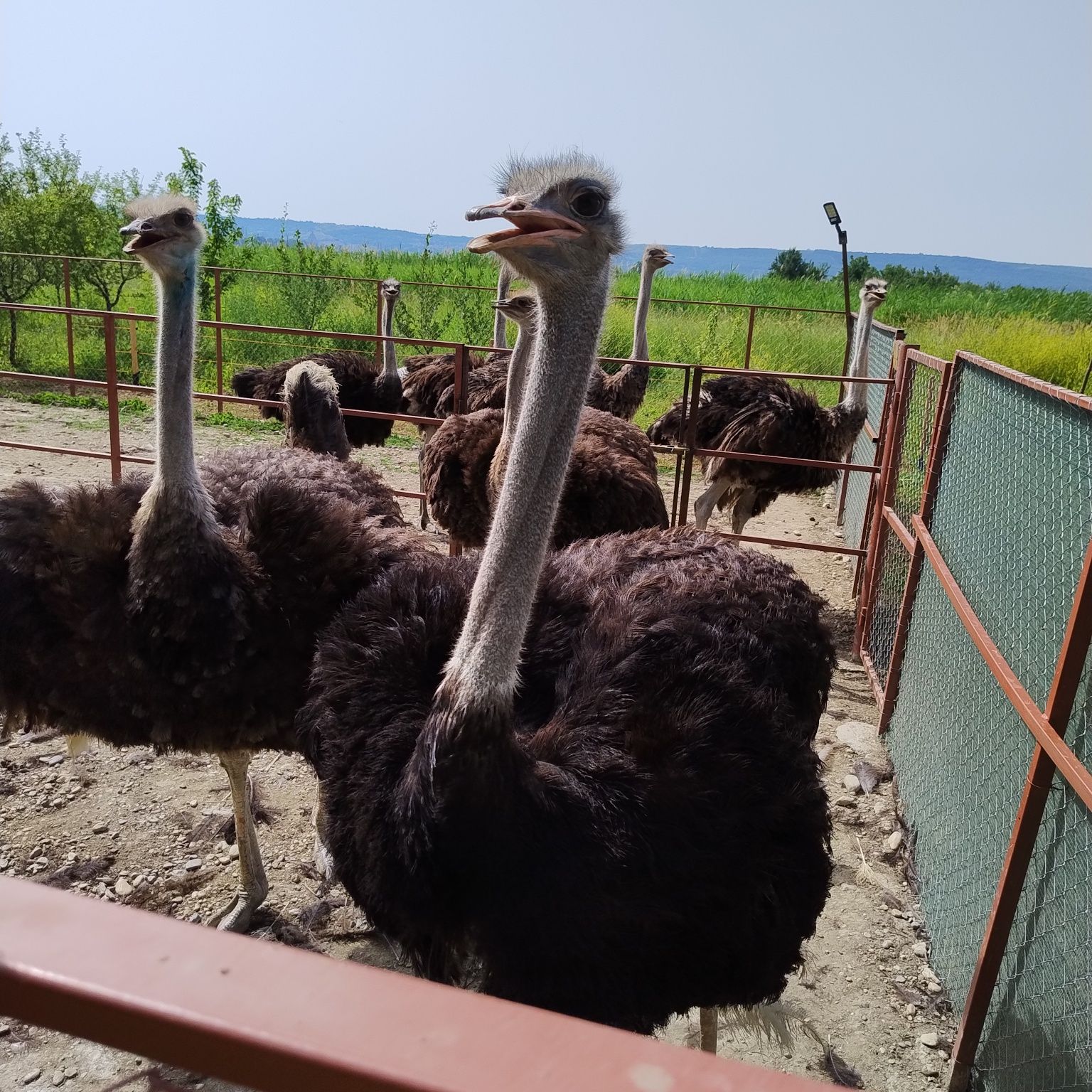 Schimb   sau Vând Familie de struți vârstă 2 ani