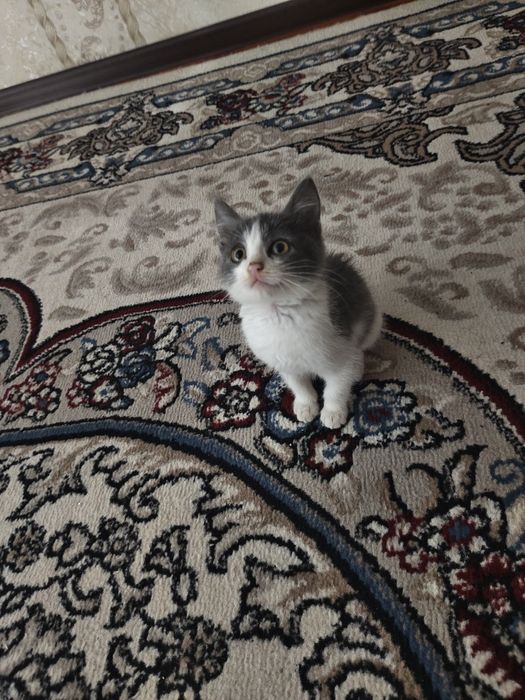 Mushuk bolasi 2 oylik