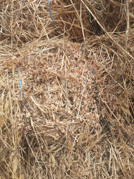 Baloți lucernă pătrați