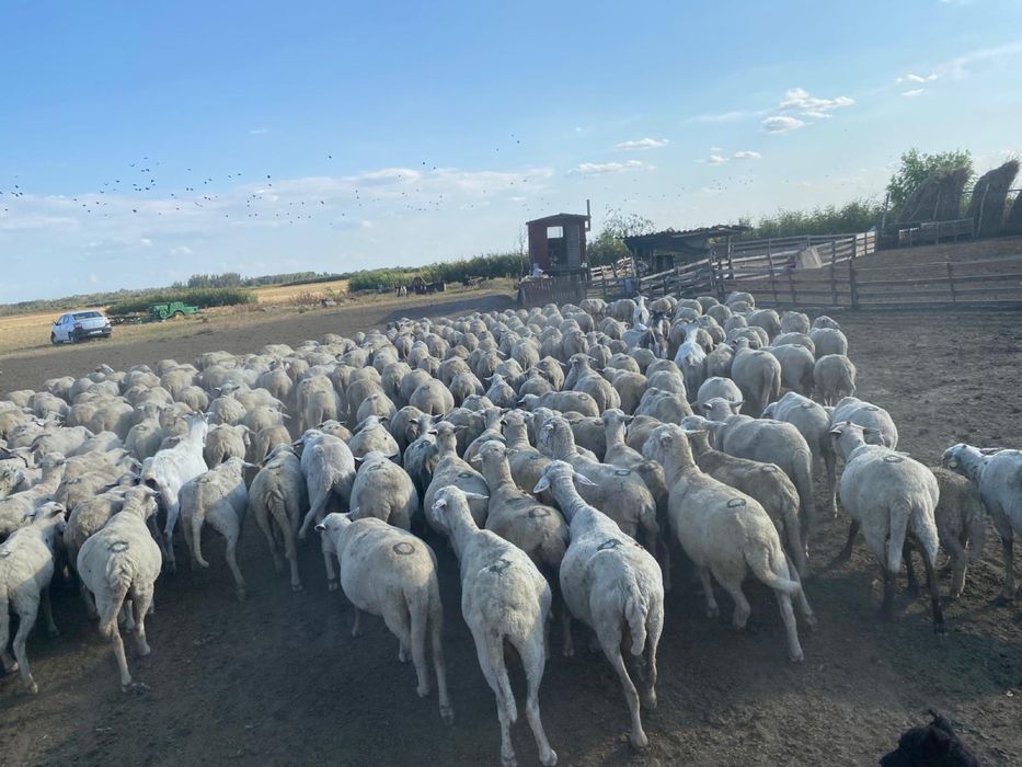 Vand 160 oi de rasa