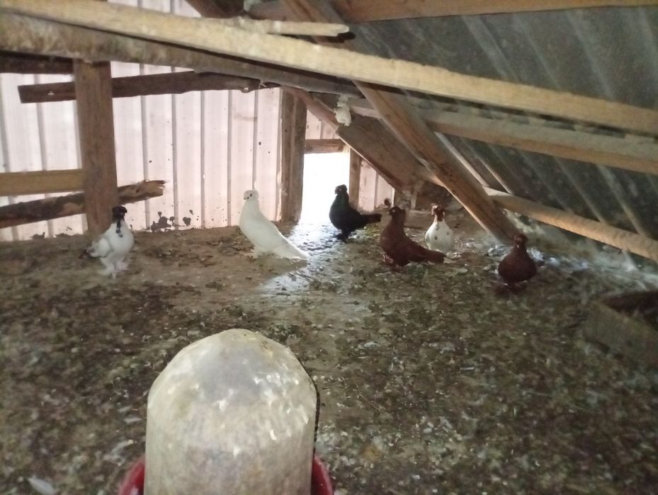 Vând porumbei jucători de Botoșani