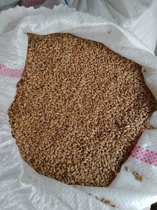 Porumb triticale orz grau floarea soarelui faina pasat cu transport