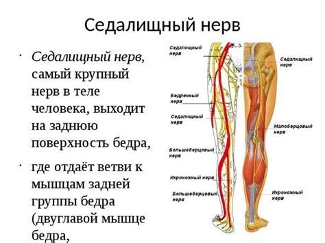 Седальичный нервты ашу. Стаж 20 жыл. Алдын ала жазылу керек.