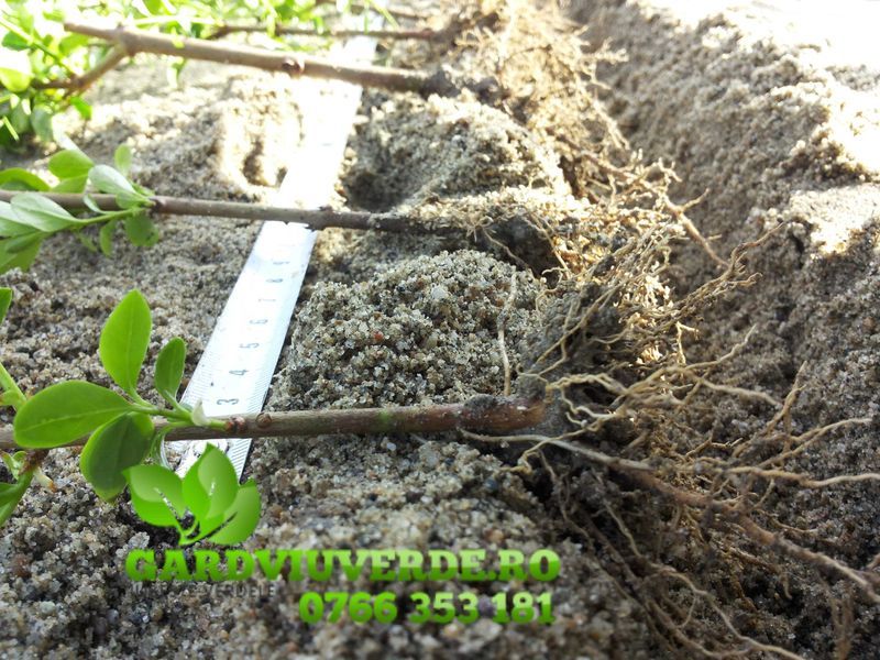 Doar 2.5 lei planta pentru gard viu,lemn cainesc Ligustrum,calitatea 1