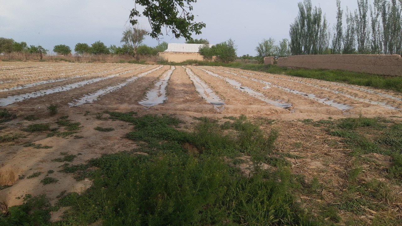 Uy katej dala hovli uzbekcha