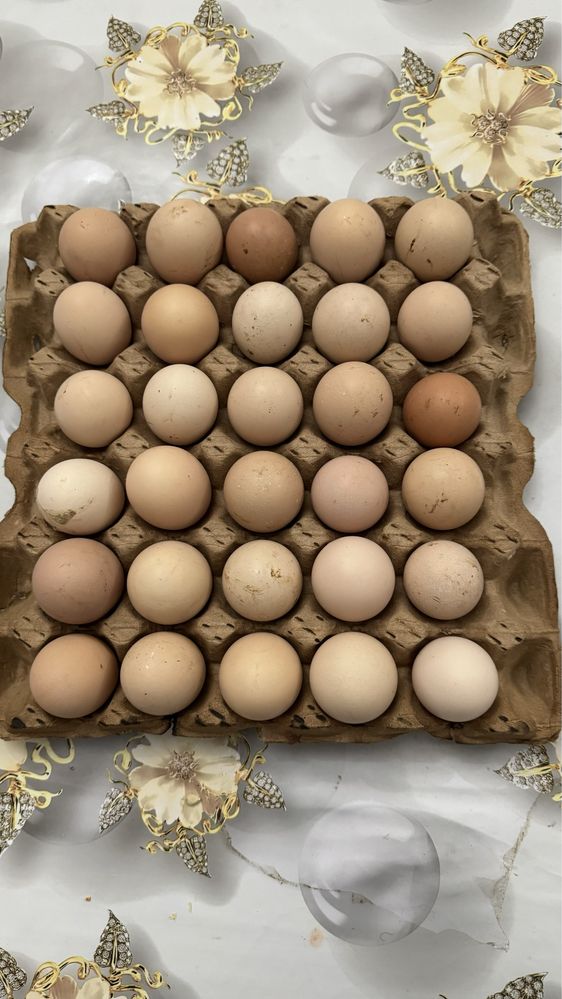 Домашние куриные яйца для инкубации