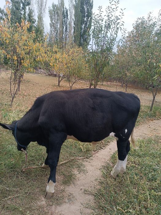 Buzoq sotiladi 6 oylik