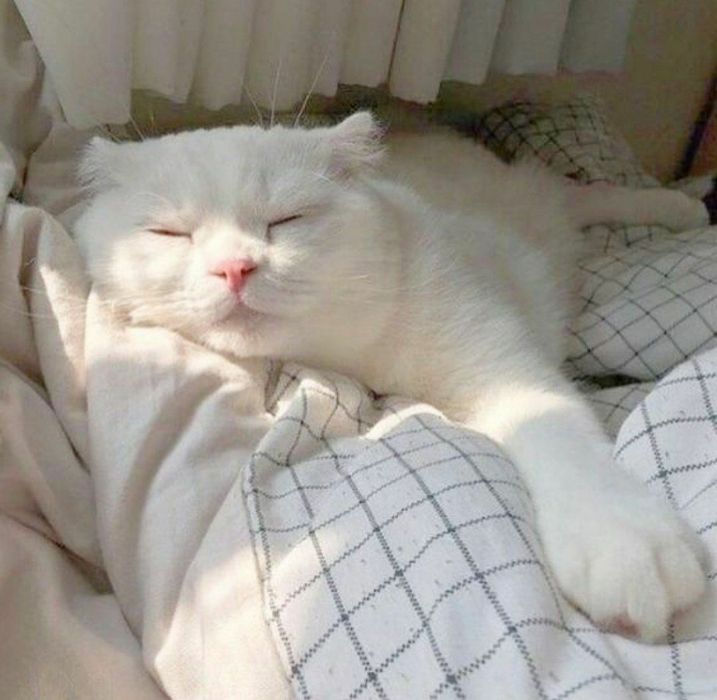 Mushuk arkak srochna