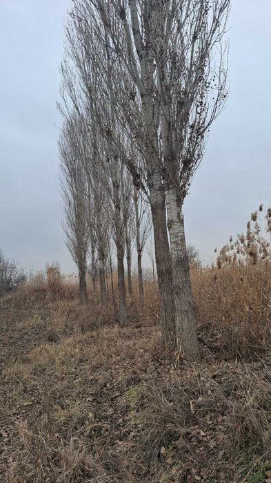 Терак Дарахт махсулоти 40 дона