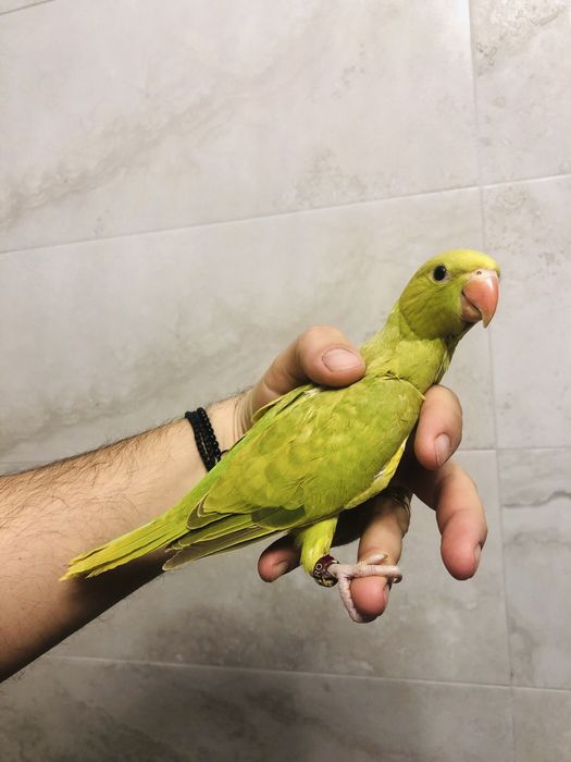 Puiuti papagali micul alexander alexandru