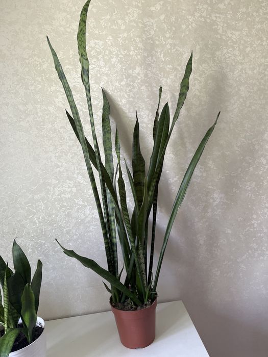 Продам комнатные цветы.забирать с Ауэзова-Абая