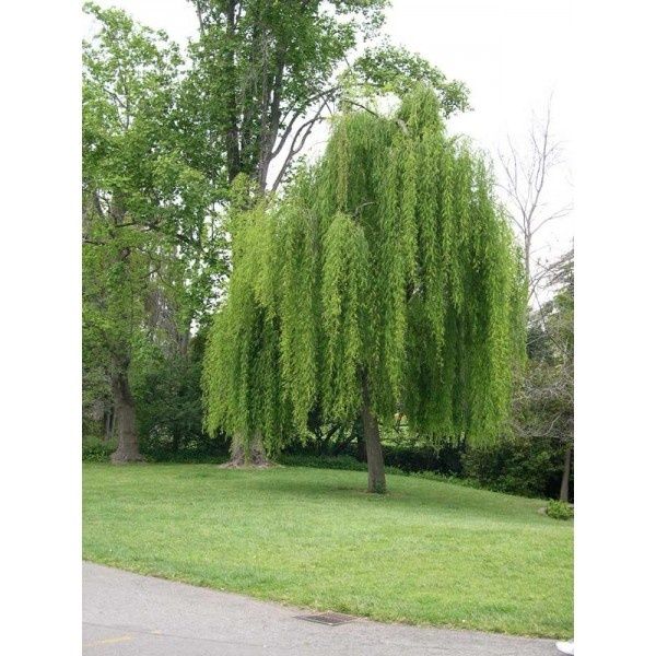 Salcie pletoasa ( salix babilonica ) 4 - 5m, plangatoare - curgatoare
