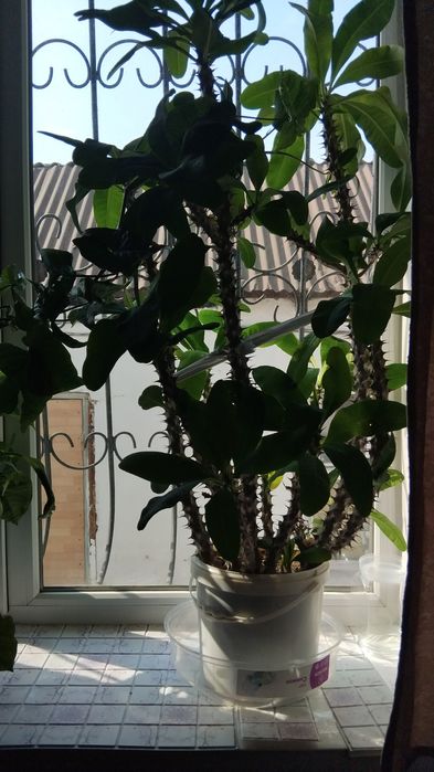 Продам дом цветы