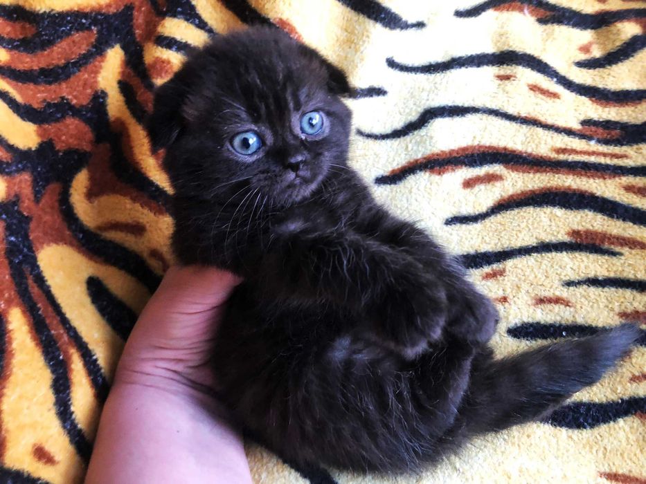 Pisicuță adorabilă Scottish Fold, deține acte Pedigree