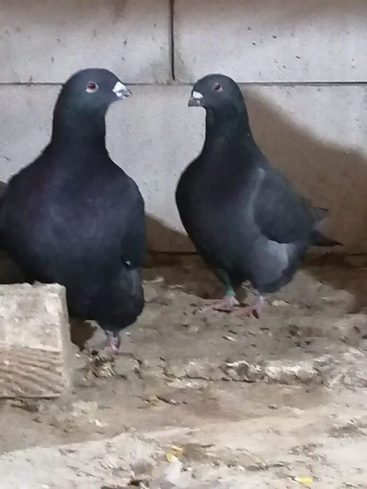 Porumbei american AGH.