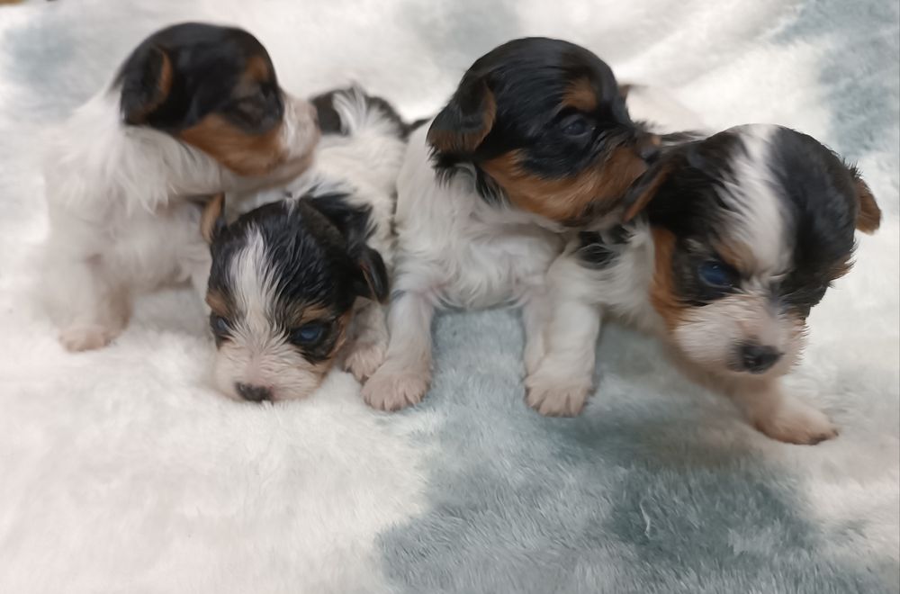 Щенки бивер йорка