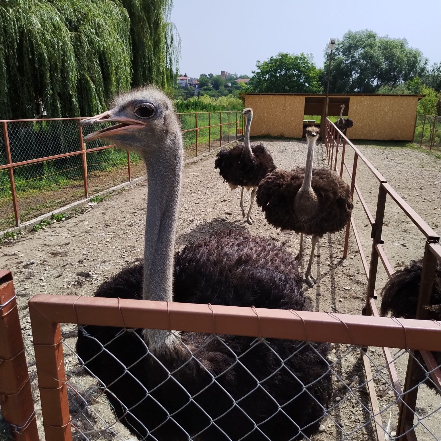 Schimb   sau Vând Familie de struți vârstă 2 ani