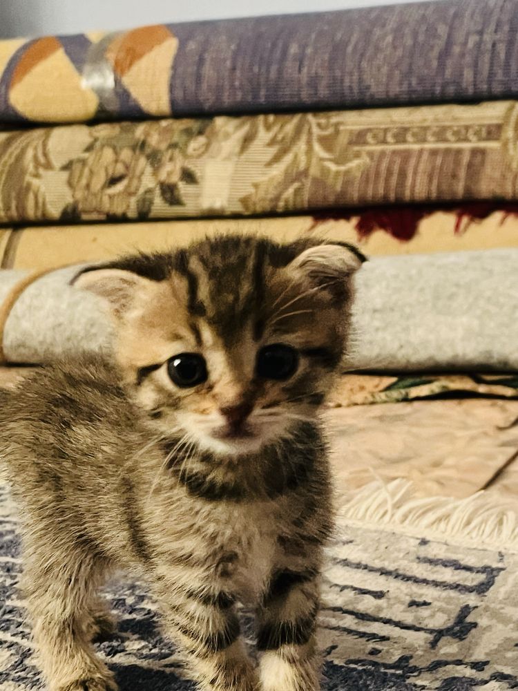 Шотландское всего месяц
