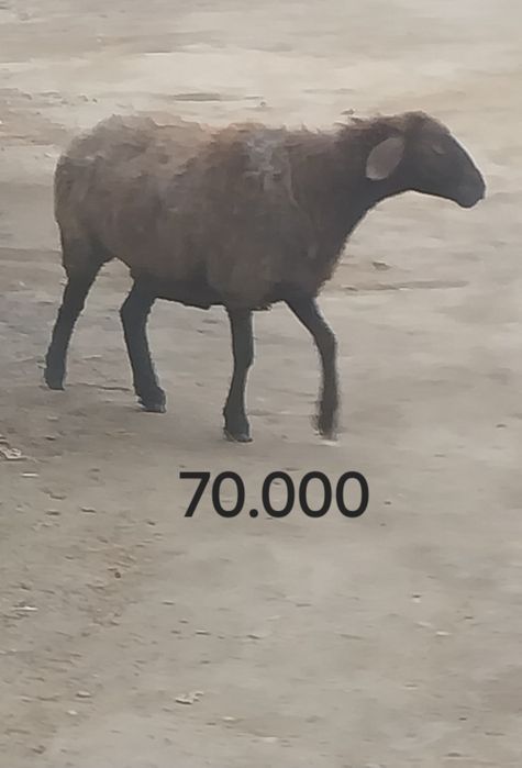 Кой ургашы  токты