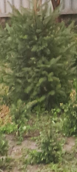 Продам ели, можжевельник
