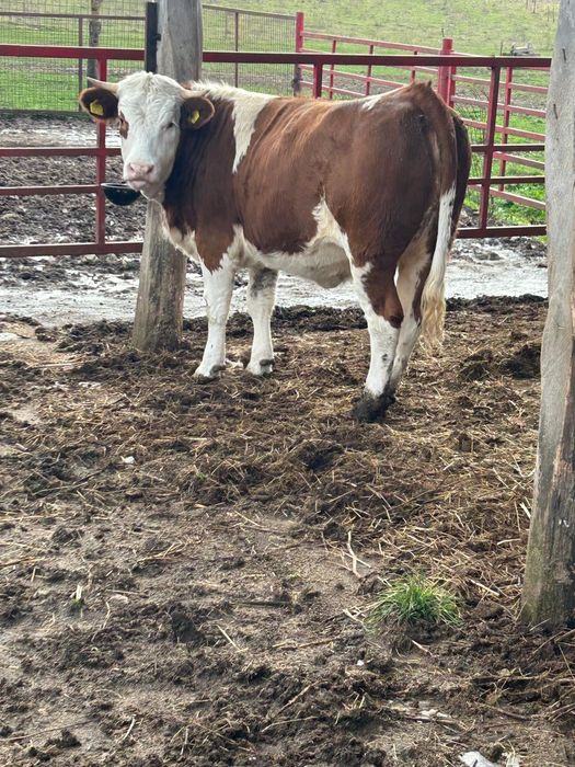 Vând vitei informați la telefon