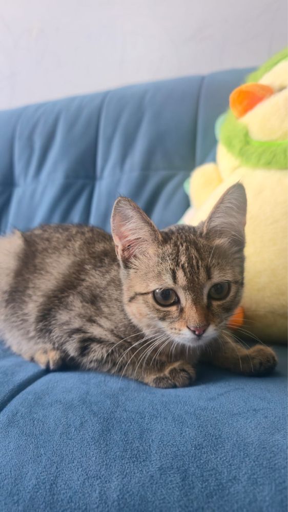 Котонок ищет дом.