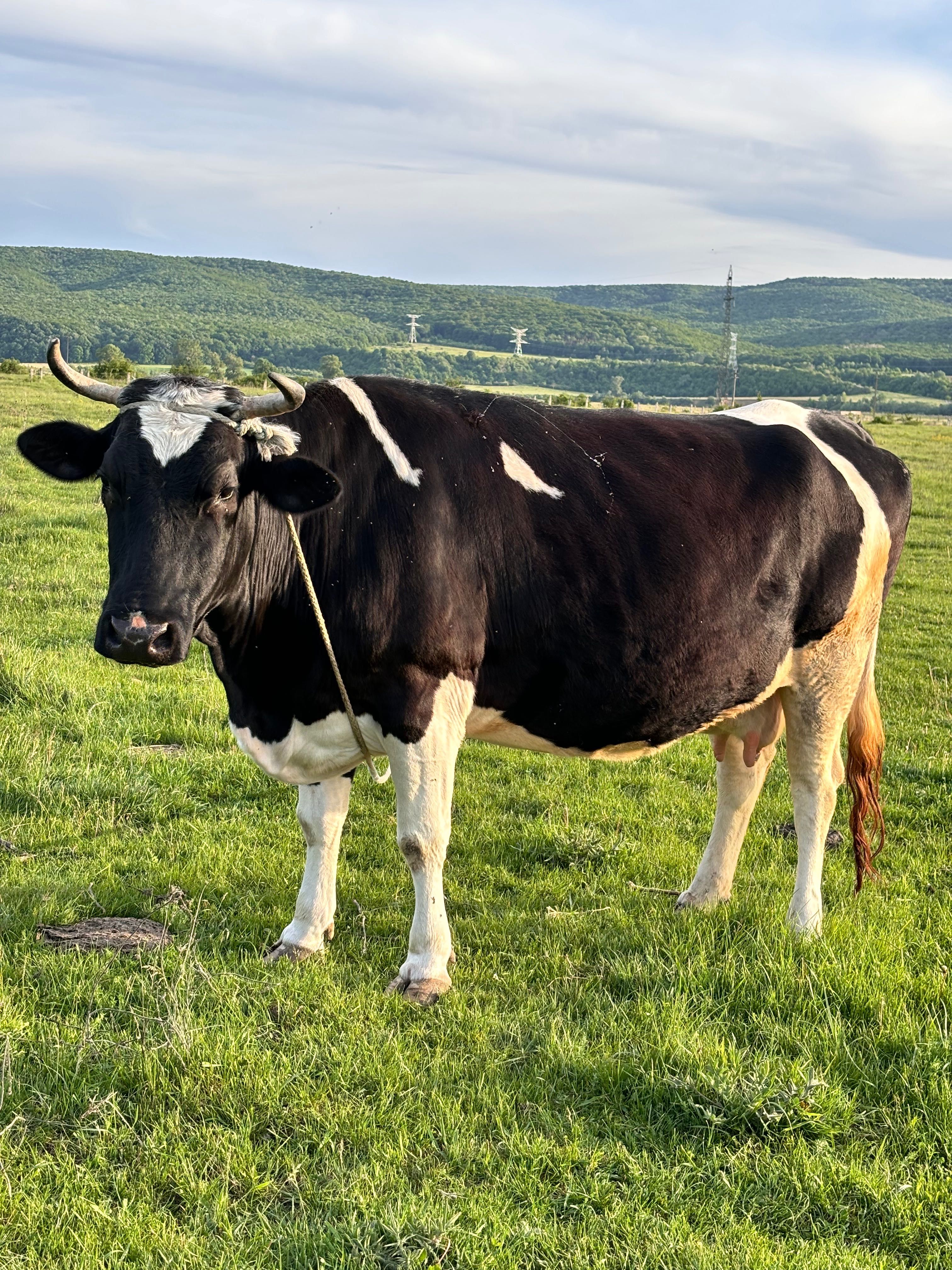 Vaca de rasă pură !