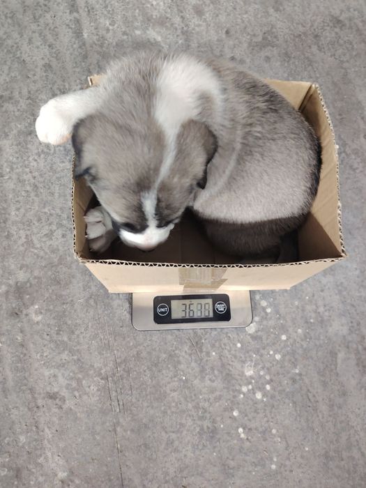 Продавам малки кучета