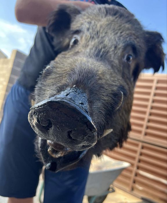 Panoplie trofeu mistret