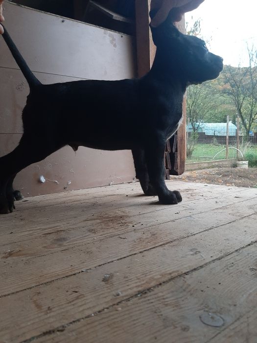 Cane corso negru