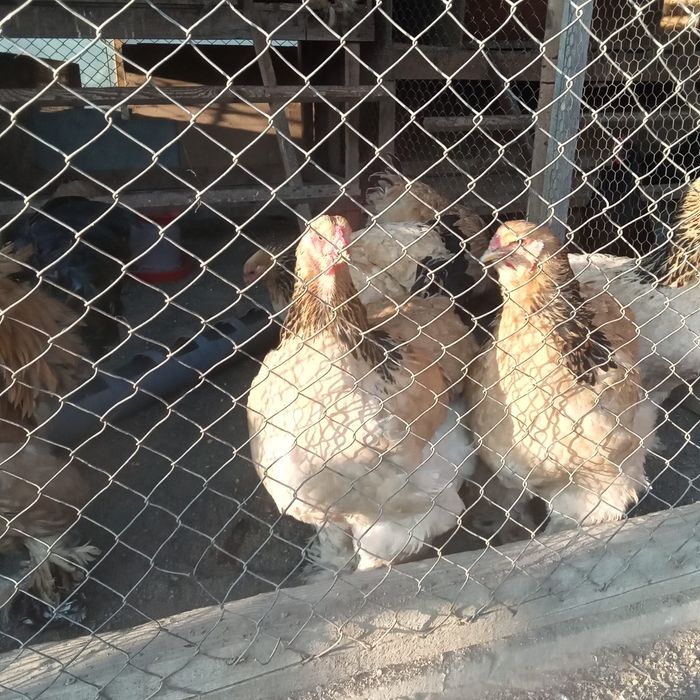 Ouă Brahma Columbia și Potârnichiu
