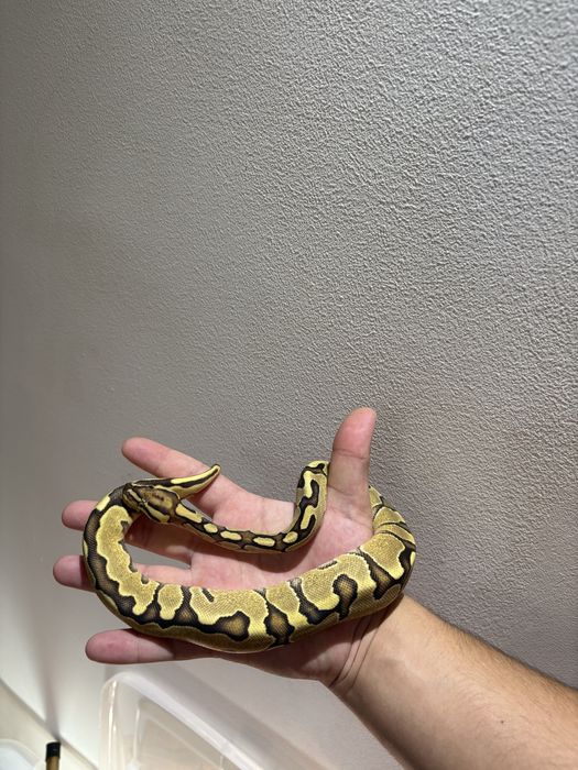 Vând Tokay Gecko (Gekko gecko) / Pitoni regali baby - femelă+mascul