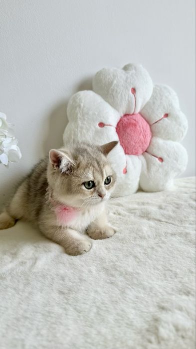 Fetita British Shorthair Chinchilla Blue Golden - Pedigree