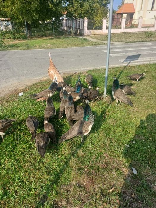 Păuni de vânzare