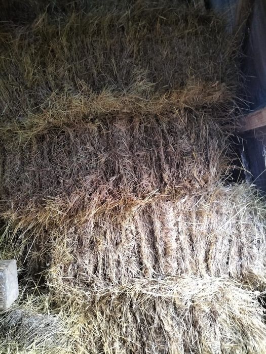 Vând baloți rotunzi și dreptunghiular