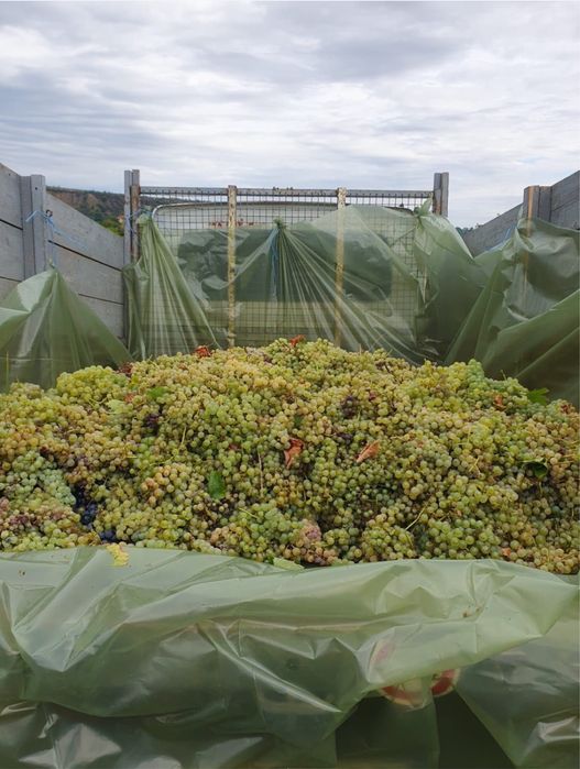 Vand struguri de vin transport la domiciliu
