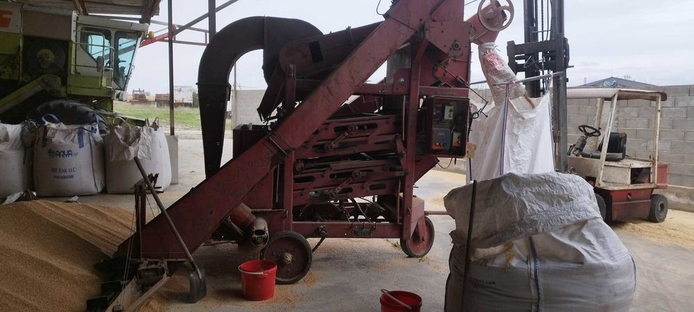 семе Пшеница, сорт Пибрак