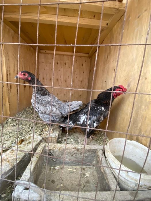 Ко Шамо, пепельный