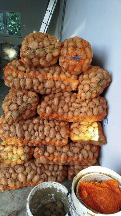 Vand cartofi de consum si pentru animale