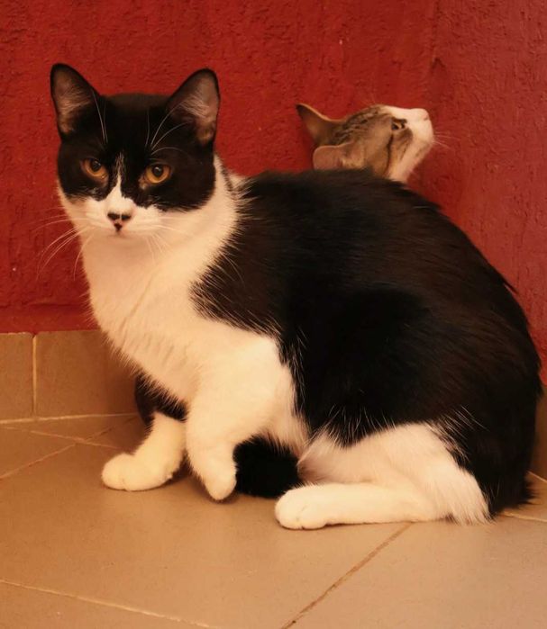 Adoptie pisica neagra castrata Seherezada