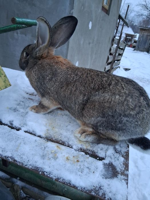 De vanzare sau ( schimb) femela urias  german