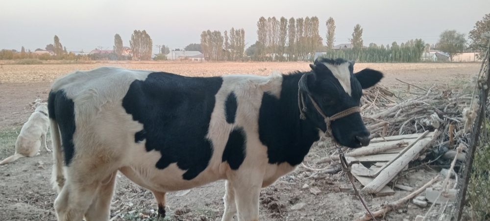 Бука Бык сотилади Кибрай Дурмен  хонаданда котта буган  7 ойлик