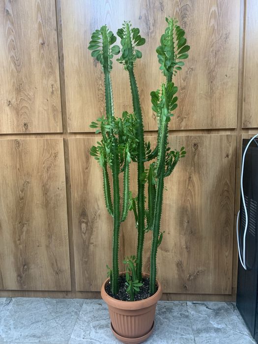 Срочно продам огромный малочай 5 ростов