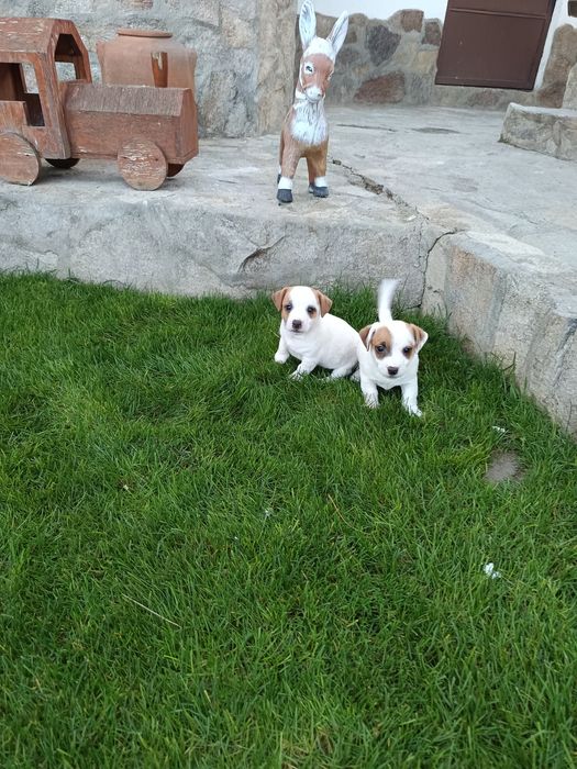 Джак Ръсел териер