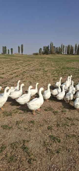 Продаются гуси 45 шт