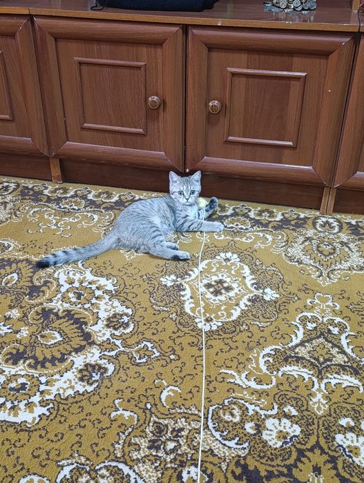 Продаётся кошечка