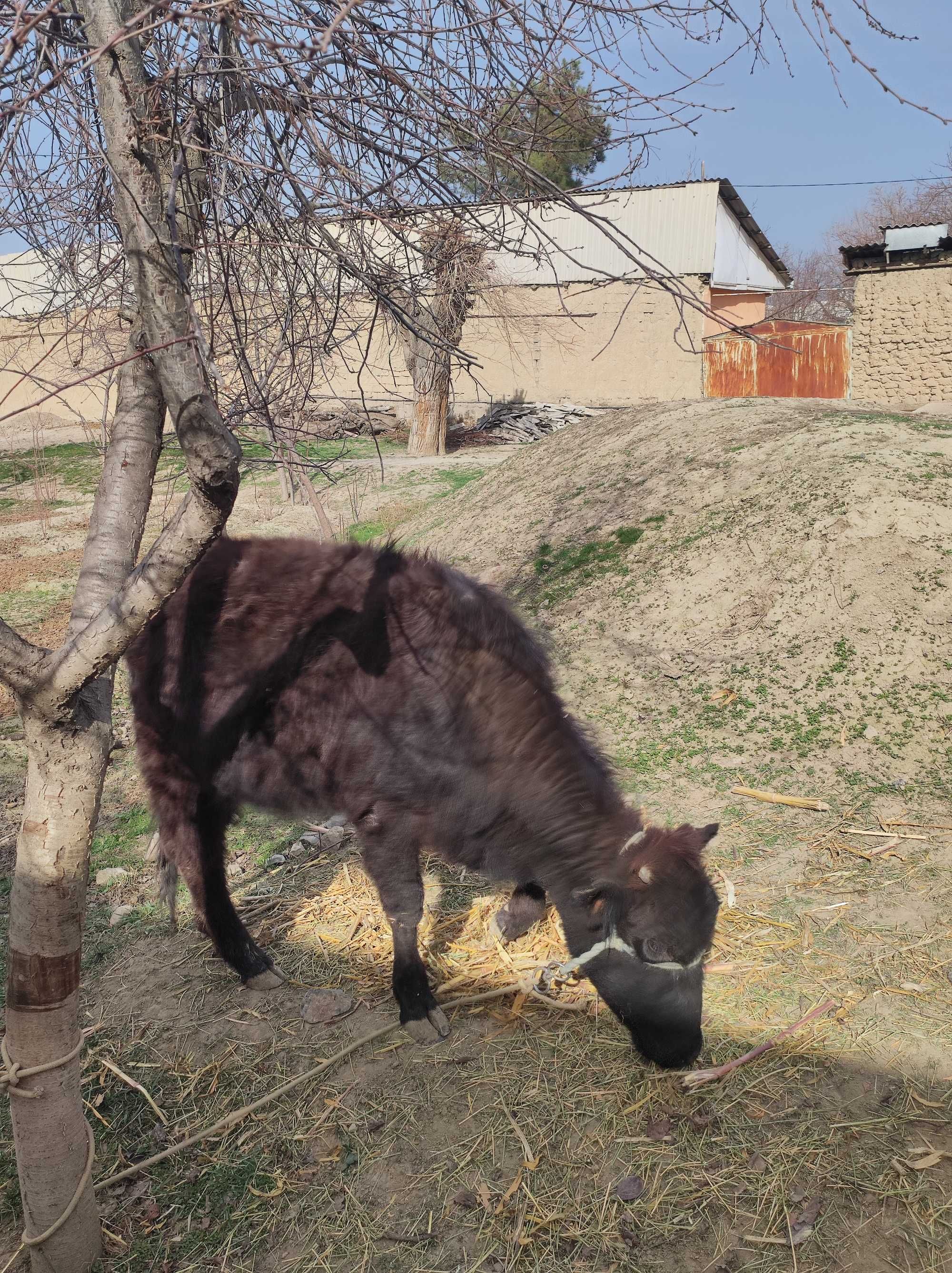 yaxshi qizganla tel qilovirasila