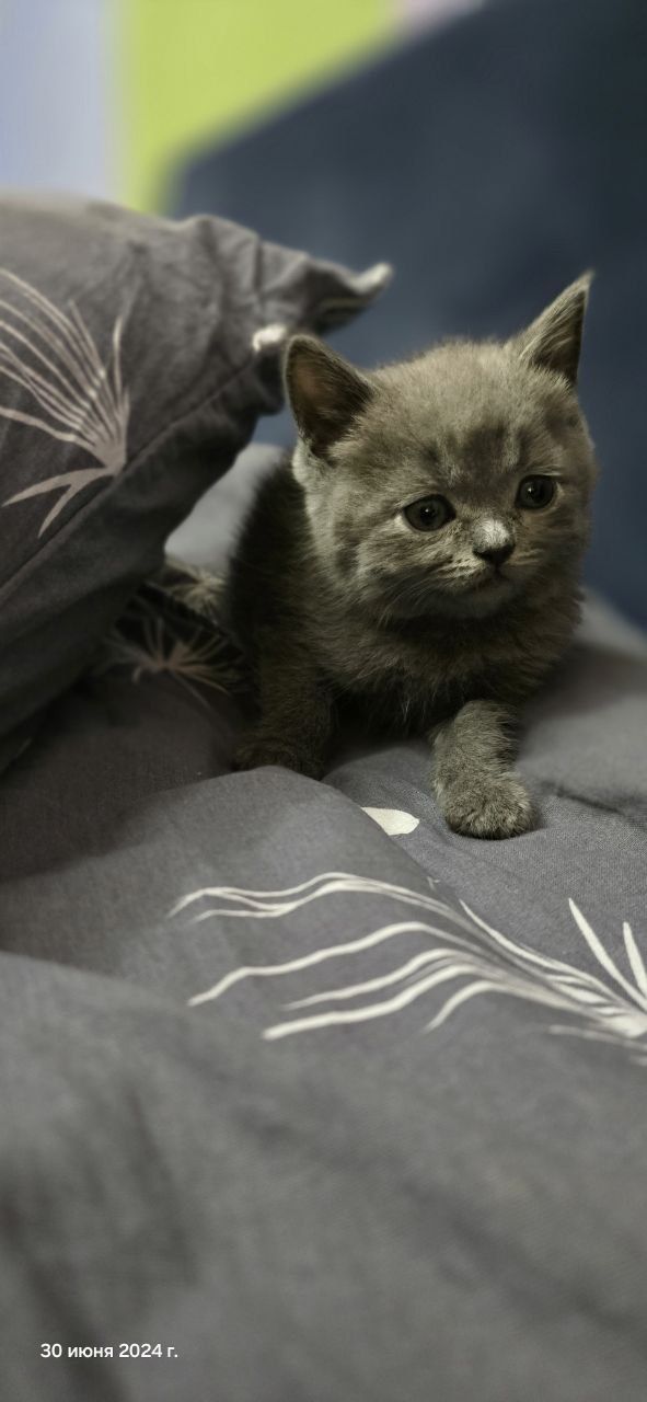 Скотиш фолд котята