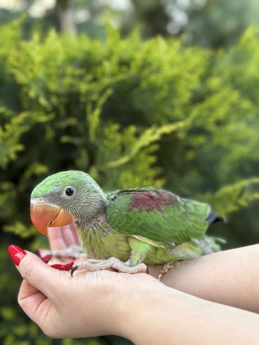 Pui blanzi 2025 papagali Marele Alexandru Alexander